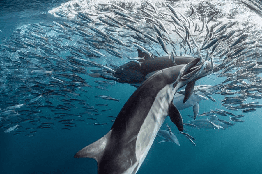 Snorkeling and Diving in Africa & Oceania this June 2026r