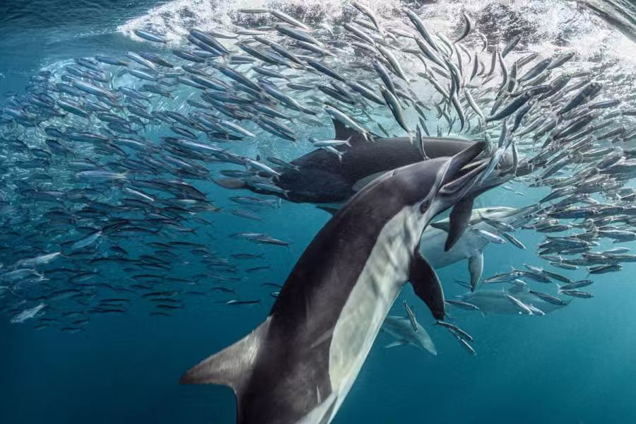 Best Places to Scuba Dive in June 2026: Africa and Oceania Guide