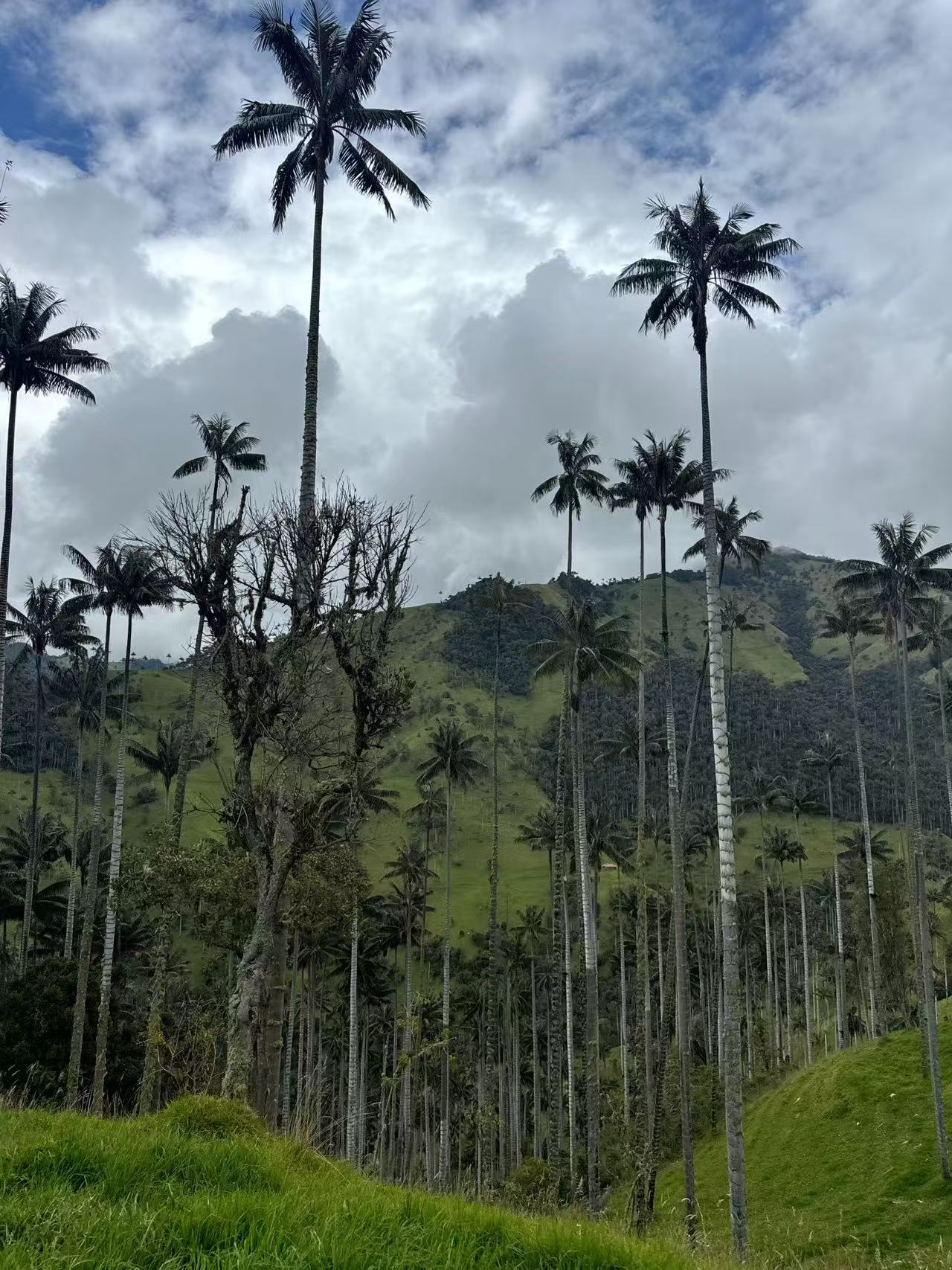 The Coffee Region Colombia Guide Skips: Salento, Cocora, and the Valley Nobody's Heard Of